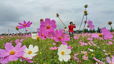 賞花者