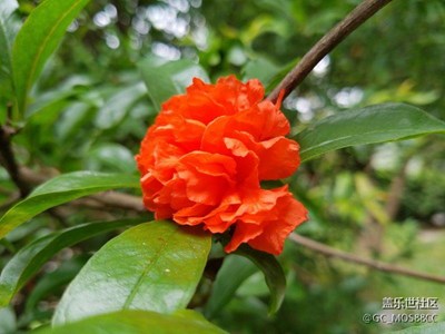 照片