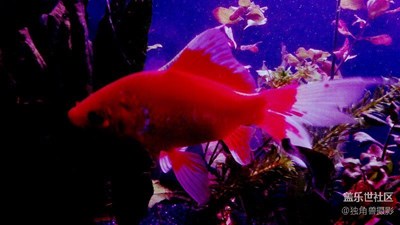 【可愛的它】+重慶+夜景錦鯉（鴻運(yùn)）