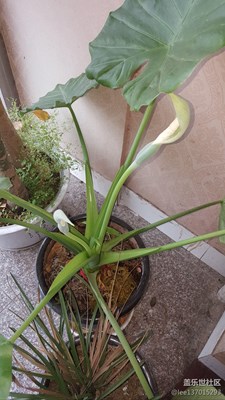 滴水觀音