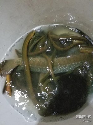 雜拍