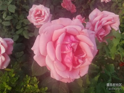 花兒
