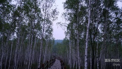 樹林深處