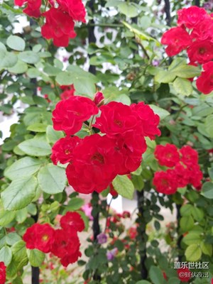 花骨朵兒