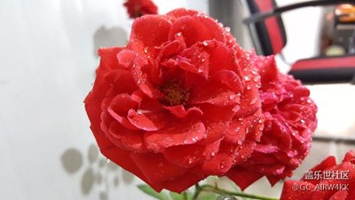 漂亮的月季