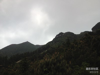 手機(jī)拍照分享，野生杜娟花，不喜勿噴！