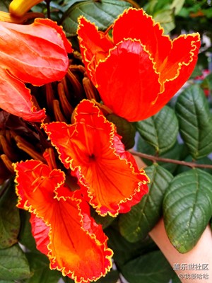 木棉花開
