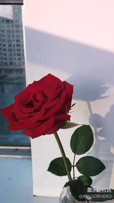 玫瑰花配斜陽(yáng)