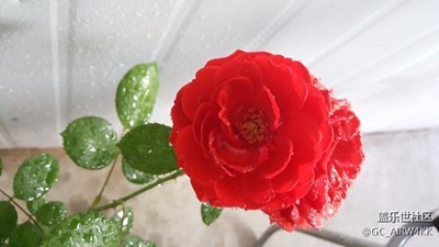 好美的花