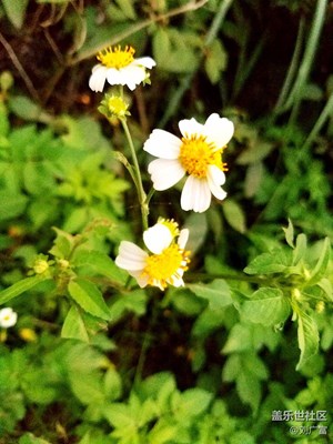 路邊小野花