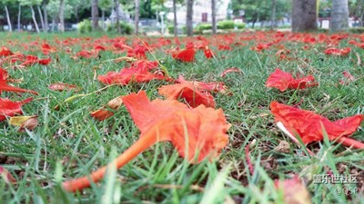 花草