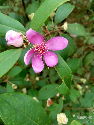 路邊小野花2