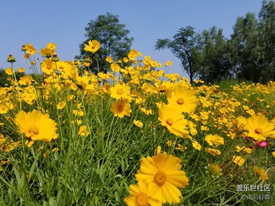 夏天也有如此鮮艷的小花