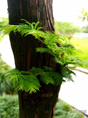 雨后公園隨拍