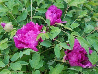 牡丹花