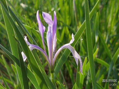 馬??蓮花