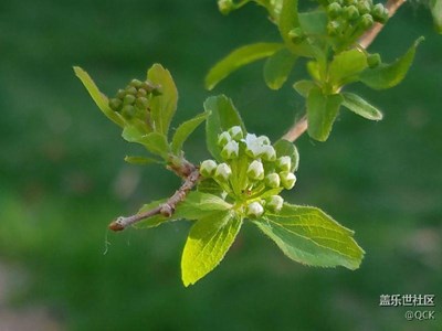 花開季節(jié)