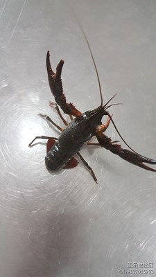 小龍嚇