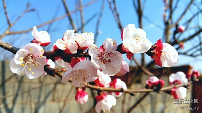春天，花的世界