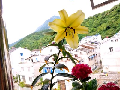 百合花開