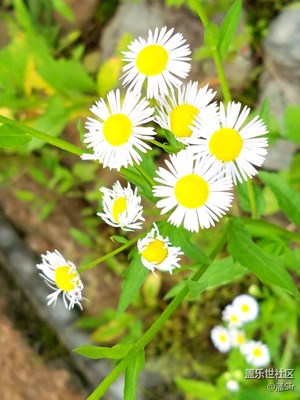 路邊的野花，你……
