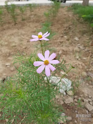 單位小花