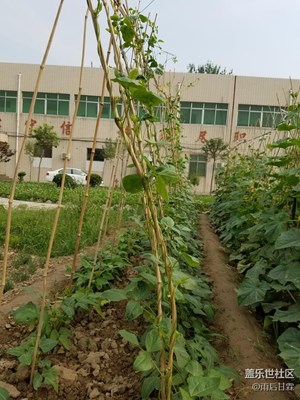 菜園豐收在即