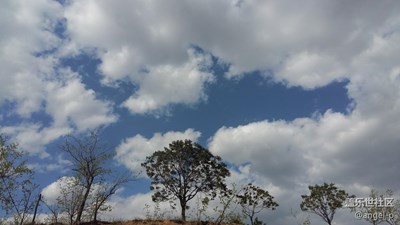 樹一旦種在一個地方，以后就不會換地方。