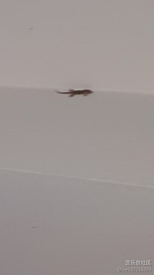 拍吧