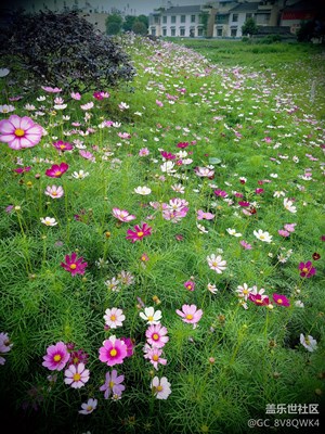 初夏、花叢
