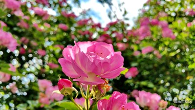 薔薇花開香滿園