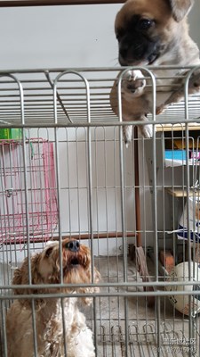 拍吧