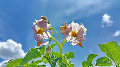 馬鈴薯花開爭艷