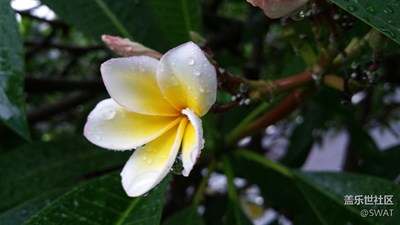 雨中的雞蛋花