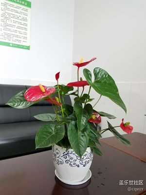 閑來無事照幾張植物