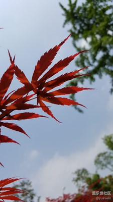 定格 微風(fēng)中舞動(dòng)的楓葉