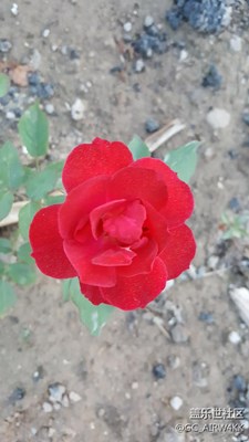 剛拍的花