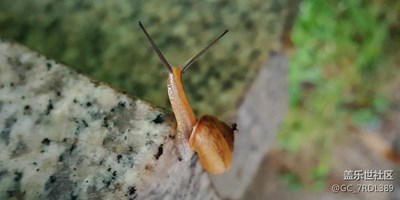 公園下了點(diǎn)小雨發(fā)現(xiàn)許多蝸牛于是用s6抓緊拍了幾張美照哈哈哈