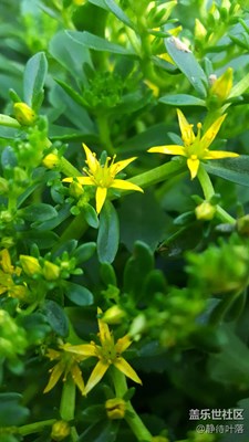小花