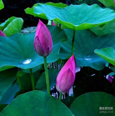 荷花與水邂逅