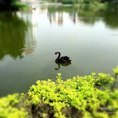黑天鵝