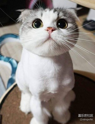 貓咪