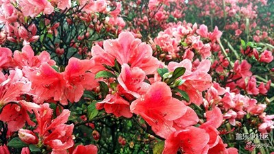 龍泉山美麗的杜鵑花！