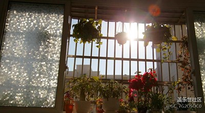 家里的那些花事兒