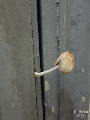 誰能想到 宿舍門上居然潮得長了蘑菇