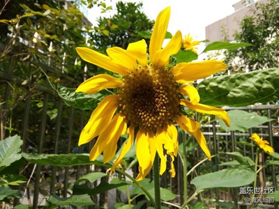 庭院里的太陽(yáng)花