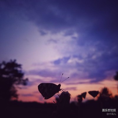 蝶戀花