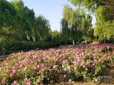 草原黃花