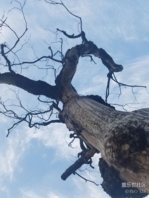 柿子樹