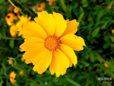 （三星S7拍攝）這些花很漂亮！